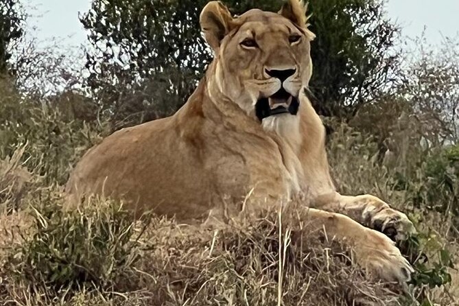 3 Days, 2 Nights Masai Mara Road Package - What the $2,800 price really covers