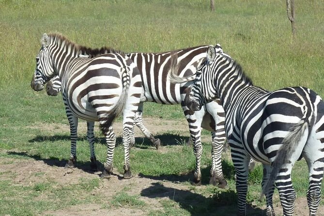 3 Days, 2 Nights Masai Mara Road Package - Service, timing, and the human side of the trip