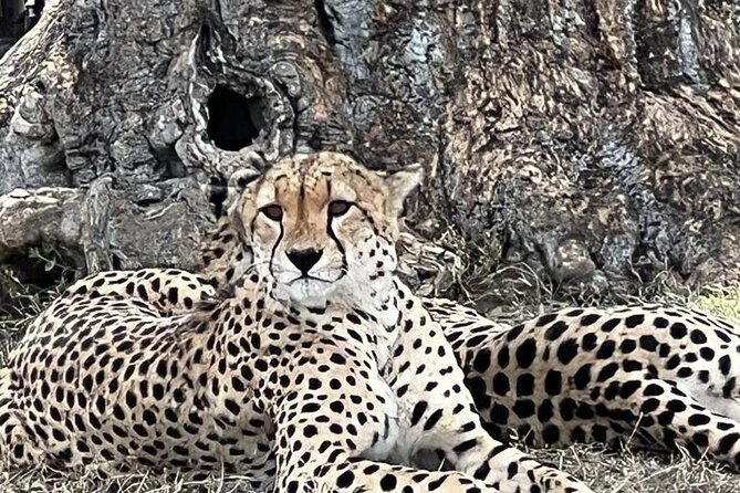 3 Days, 2 Nights Masai Mara Road Package - Who will get the most from this safari?