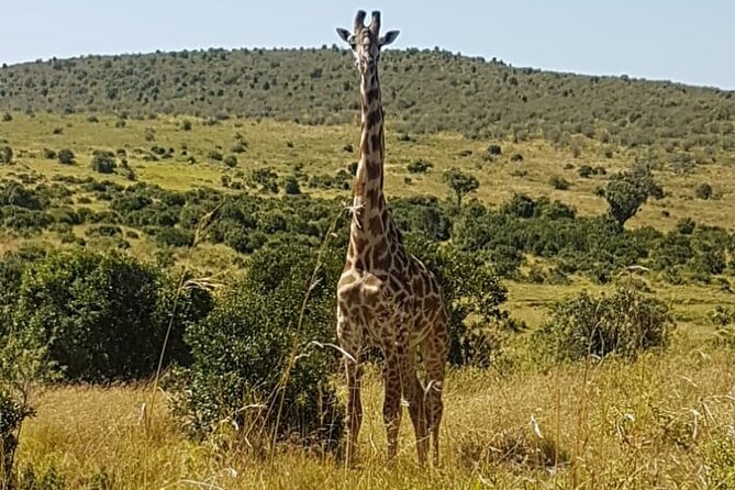 3 Days, 2 Nights Masai Mara Road Package - Mara Sopa Lodge gives the trip a settled base