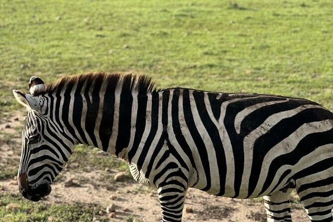 3 Days 2 Nights Masai Mara Road Transport Safari - A full day among lions, cheetahs, and elephants