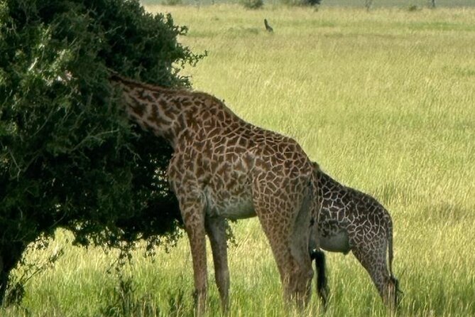 3 Days 2 Nights Masai Mara Road Transport Safari - The first afternoon game drive at 3:30 p.m.