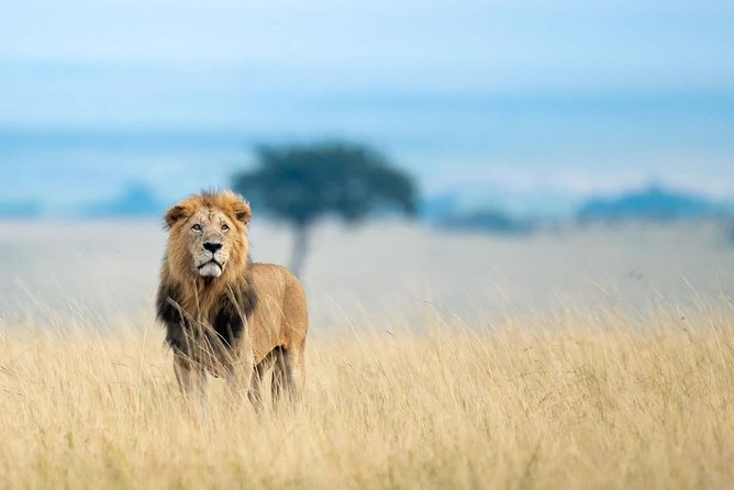 3 Days 2 Nights Masai Mara Safari staying inside the park - The real value of staying inside the reserve
