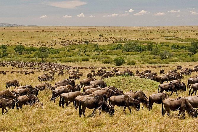 3 Days 2 Nights Masai Mara Safari staying inside the park - Day three: a final drive and the road back to Nairobi