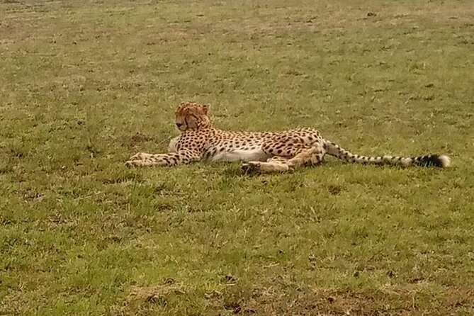3 Days, 2 nights Masai Mara Small Group Safari -4 x 4 jeep - What the $220 Maasai Mara safari really gives you