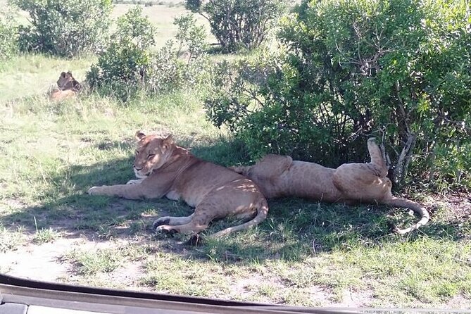 3 Days, 2 nights Masai Mara Small Group Safari -4 x 4 jeep - The first Mara game drive and camp arrival