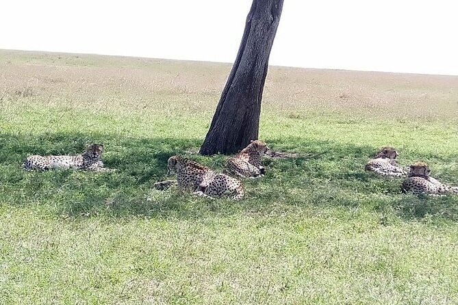 3 Days, 2 nights Masai Mara Small Group Safari -4 x 4 jeep - The full-day Mara drive from 6:00 a.m.