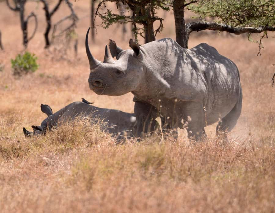3 DAYS, 2 NIGHTS PRIVATE SAFARI TO OLPEJETA CONSERVANCY - Key points to know before booking