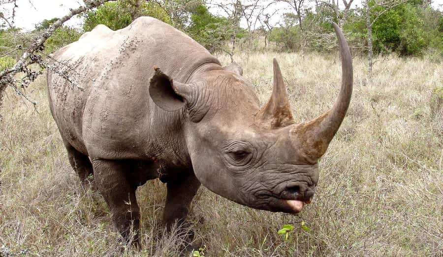 3 DAYS, 2 NIGHTS PRIVATE SAFARI TO OLPEJETA CONSERVANCY - Why Ol Pejeta works so well for a short safari