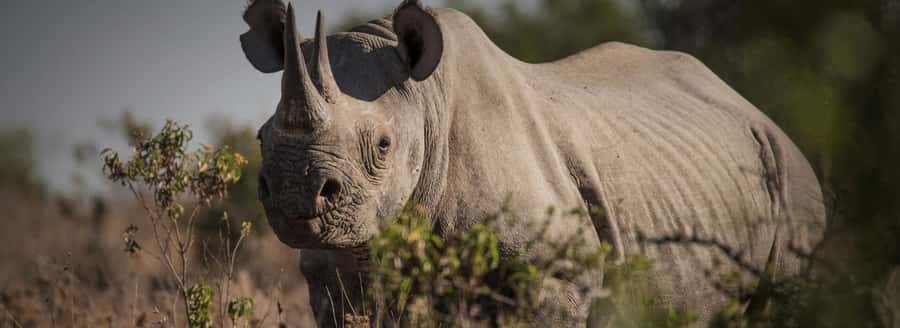 3 DAYS, 2 NIGHTS PRIVATE SAFARI TO OLPEJETA CONSERVANCY - Day 1: Nairobi, the equator, and your first game drive