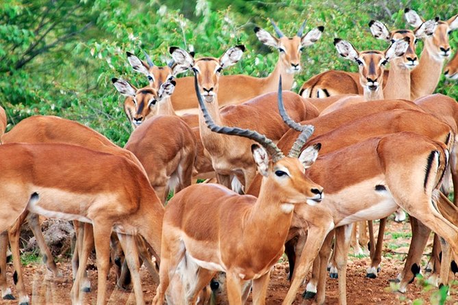 3 Days, 2 Nights Safari - Amboseli National Park and Tsavo West Adventure Safari - Day two: leaving Tsavo West for Amboseli