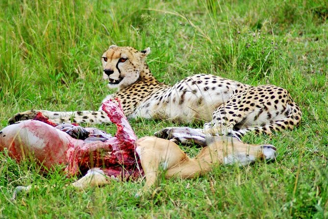 3 Days, 2 Nights Safari - Amboseli National Park and Tsavo West Adventure Safari - The optional Tsavo East return route