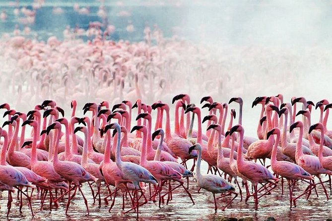 3 Days, 2 Nights Safari - Amboseli National Park and Tsavo West Adventure Safari - What the $845 price includes