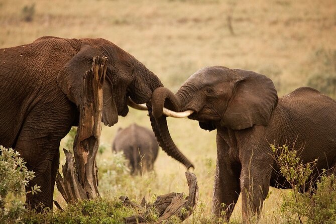 3 Days, 2 Nights Safari - Luxury Maasai Mara from Kisumu/Nairobi - Why this three-day Mara plan works