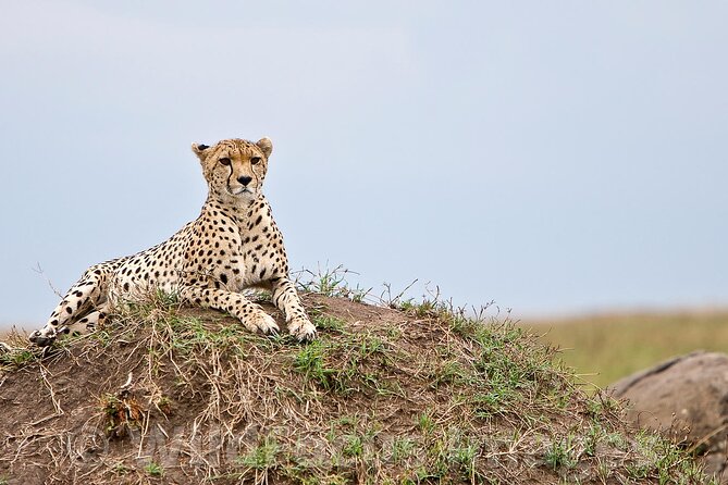 3 Days, 2 Nights Safari - Luxury Maasai Mara from Kisumu/Nairobi - Day one: arriving in time for the first game drive