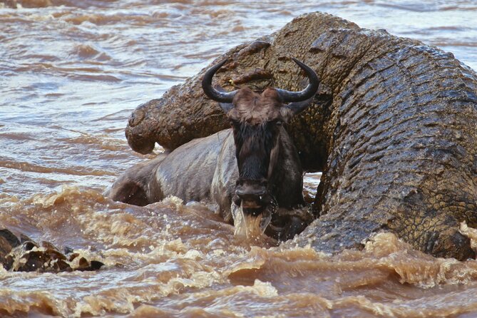 3 Days, 2 Nights Safari - Luxury Maasai Mara from Kisumu/Nairobi - Day two: the main wildlife day in the Maasai Mara