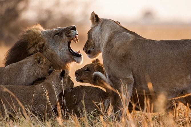 3 Days, 2 Nights Safari - Luxury Maasai Mara from Kisumu/Nairobi - Leaving Kisumu or Nairobi at 7:30 AM