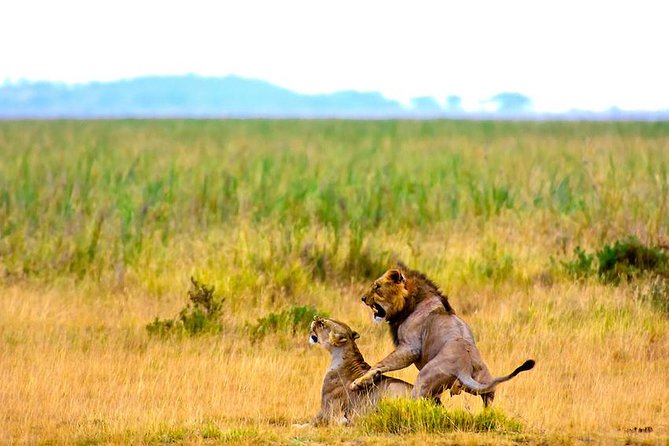 3 days, 2 nights safari to Amboseli National park from Nairobi - Day 2: Kilimanjaro, elephants, and Observation Hill