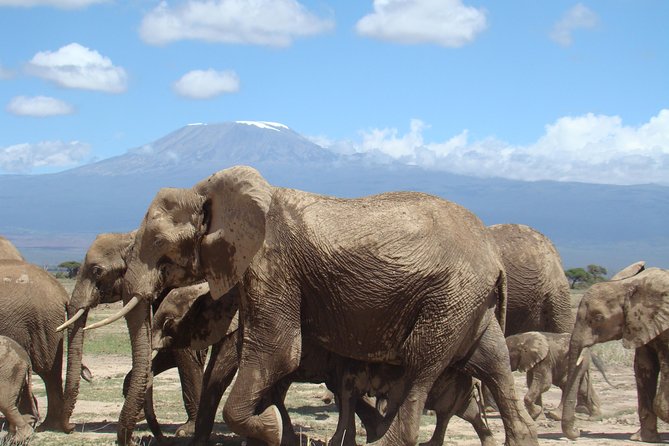 3 days, 2 nights safari to Amboseli National park from Nairobi - What the $1,050 price really covers