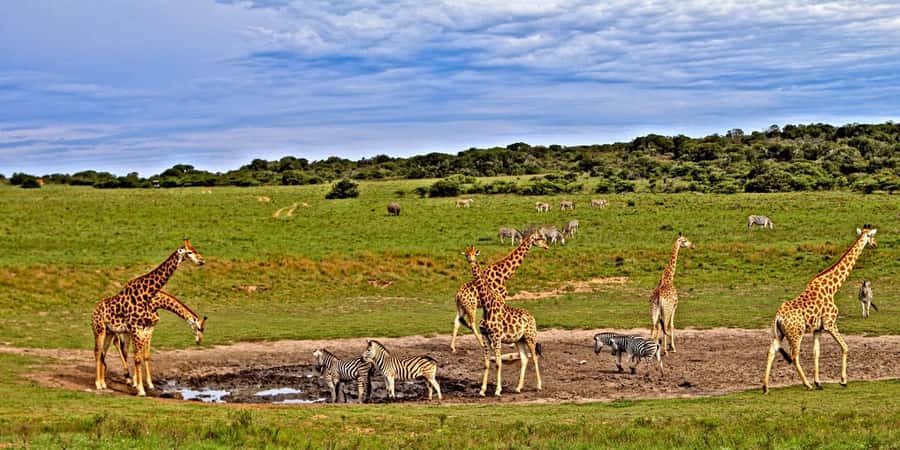 3 days 2 nights saltlick safari from diani/mombasa - Why Salt Lick Lodge makes this safari different