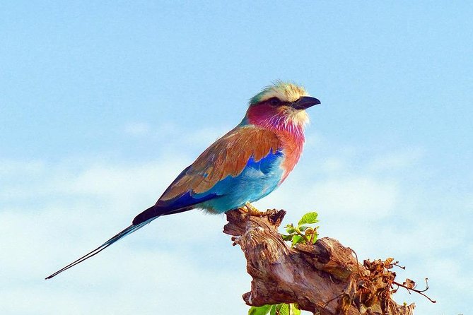 3 Days 2 Nights Tsavo East Taita Hills Game Sanctuary on Stilts - Why this safari works as a short Kenya escape