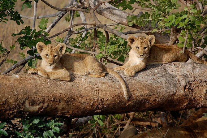 3 Days 2 Nights Tsavo East Taita Hills Game Sanctuary on Stilts - Day 2: From Tsavo East to Taita Hills