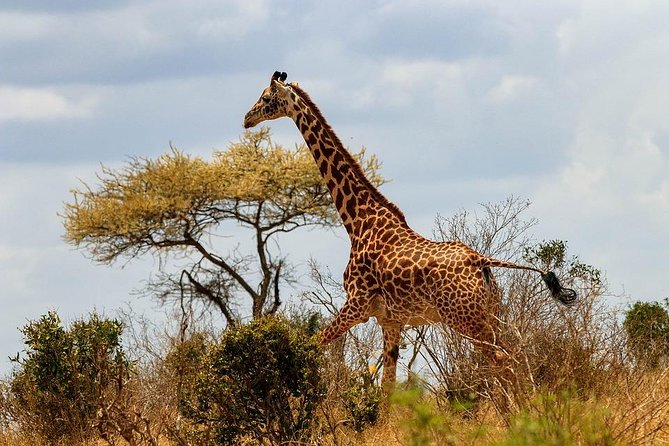 3 Days 2 Nights Tsavo East Taita Hills Game Sanctuary on Stilts - Salt Lick Lodge and the appeal of a lodge on stilts