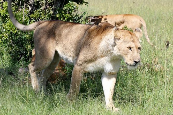 3 Days(2 nights) Tsavo East Tour & Saltlick (Cost based on minimum 2 persons) - Why the early morning drive matters on Day 2