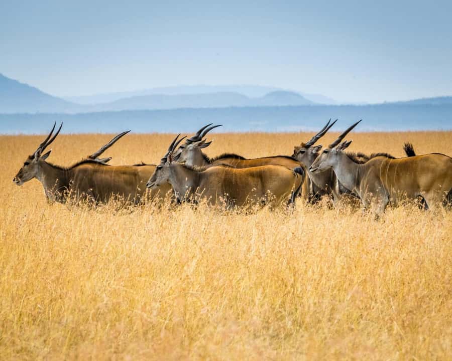 3 days 2nights masai mara joining safari Jeep - Key points before you book