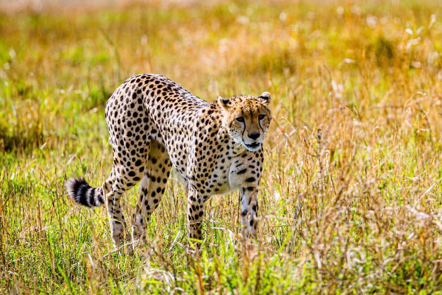 3 days 2nights masai mara joining safari Jeep - Leaving Nairobi at 5:00am