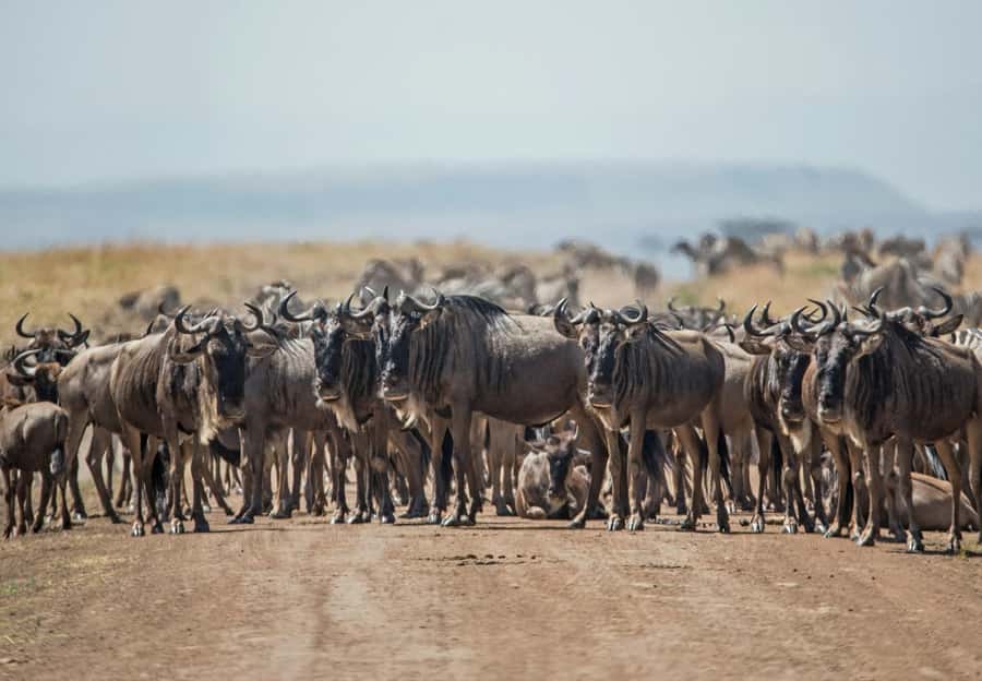 3 days 2nights masai mara joining safari Jeep - Two nights in a budget tented camp