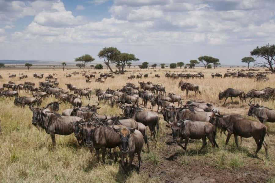 3 days 2nights masai mara joining safari Jeep - The second day is your best wildlife opportunity