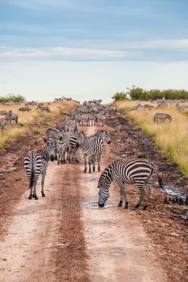 3 days 2nights masai mara joining safari Jeep - Practical packing and comfort advice