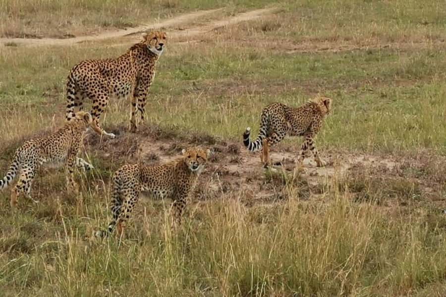 3 days 2nights masai mara joining safari Jeep - Who will enjoy this safari most