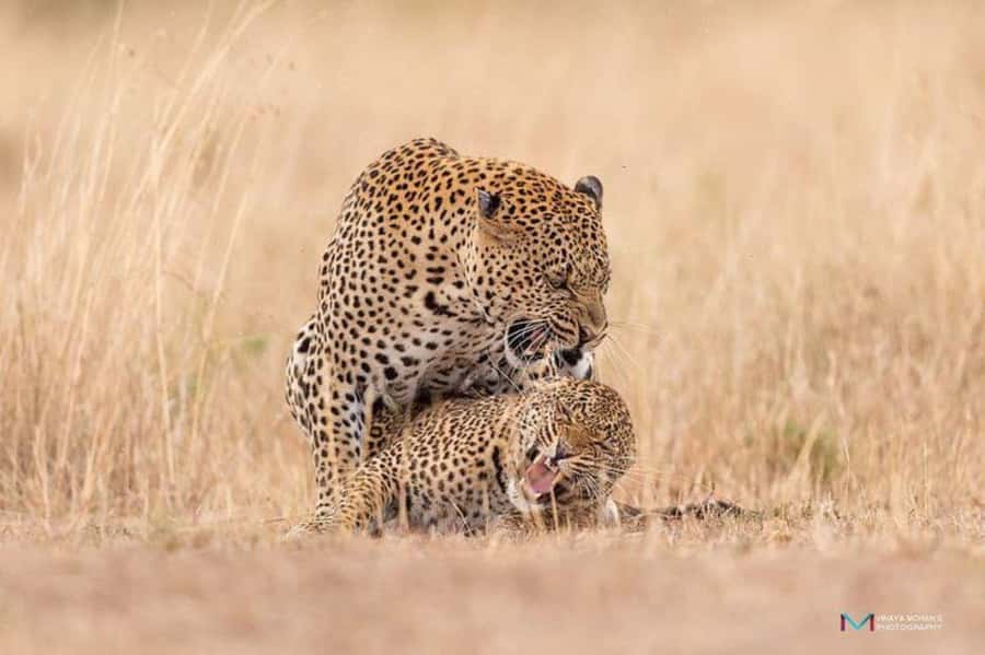 3 days 2nights masai mara joining safari Jeep - Should you book the 3-day Masai Mara safari?