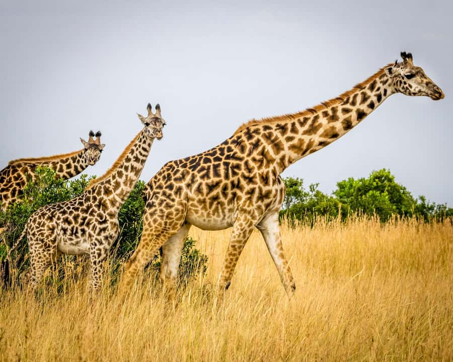 3 days 2nights masai mara joining safari Jeep - First views of Masai Mara National Reserve