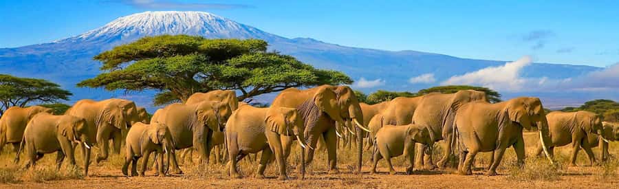 3 Days AA Lodge Amboseli National Park Safari - Day Two: A Full Amboseli Game Drive With Time for Choice
