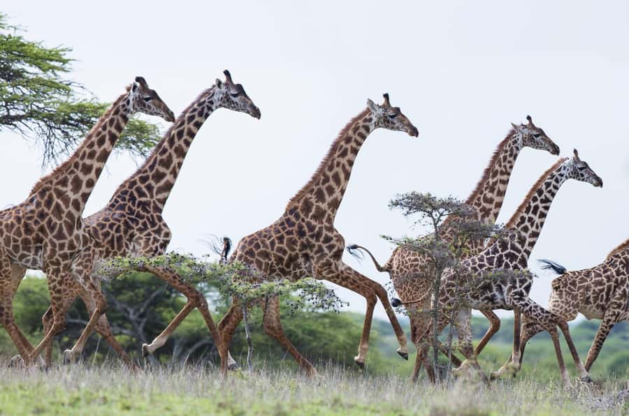 3 Days AA Lodge Amboseli National Park Safari - Day Three: One Last Look Before Nairobi