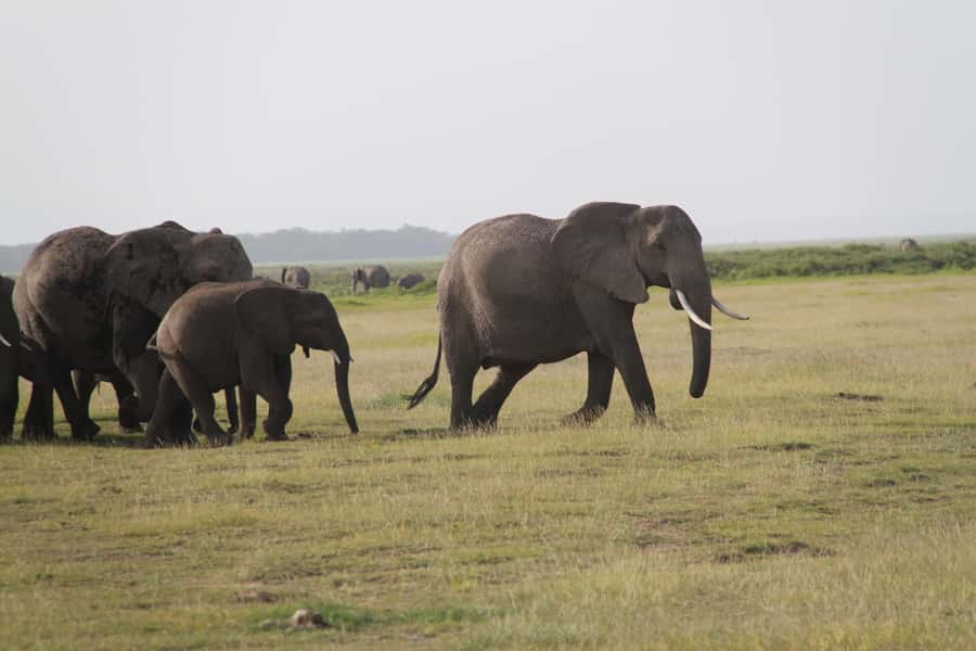 3 Days AA Lodge Amboseli National Park Safari - Practical Tips for Getting More From the Three Days