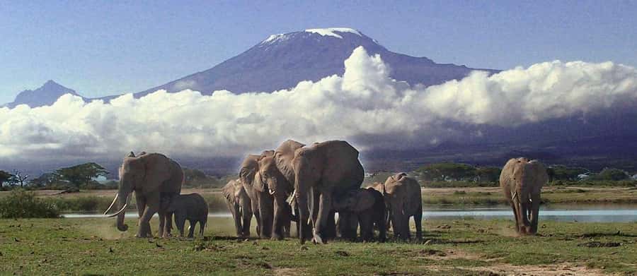 3 Days AA Lodge Amboseli National Park Safari - Should You Book the $875 Amboseli Safari?