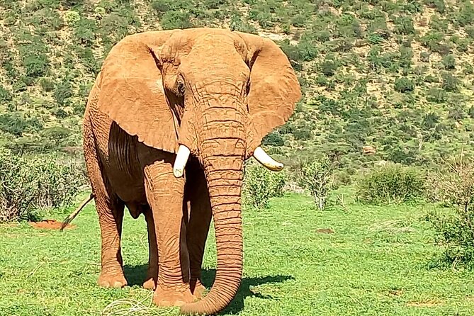 3 Days Adventure Tour in Masai Mara - What the $990 price covers