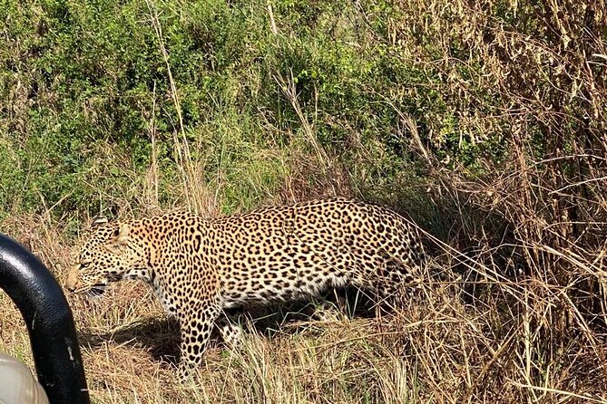 3 Days Adventure Tour in Masai Mara - A full day in the Masai Mara