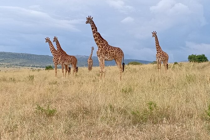 3 Days Adventure Tour in Masai Mara - Meals, camp nights, and daily comfort