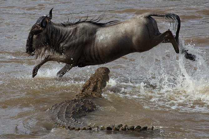 3 Days adventurous Maasai Mara Budget Group Safari - What the three days really give you