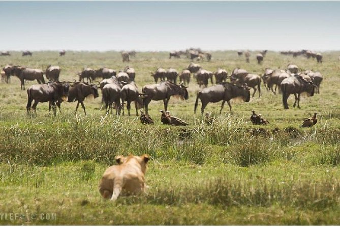 3 Days adventurous Maasai Mara Budget Group Safari - Day two: a full day among lions, elephants, and hippos