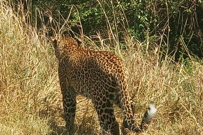 3 Days adventurous Maasai Mara Budget Group Safari - Day three: one last morning drive and the road back
