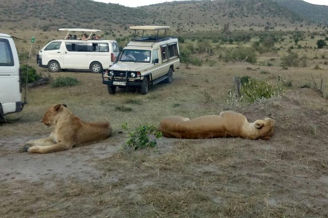 3 Days adventurous Maasai Mara Budget Group Safari - How good is the $850 value?