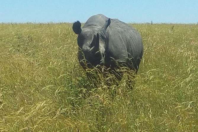 3 Days adventurous Maasai Mara Budget Group Safari - The guides are the biggest strength