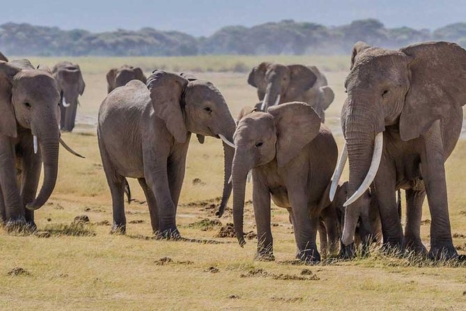 3 days Amboseli, Land of Kilimanjaro - Kibo Safari Camp: Two Nights and Included Meals