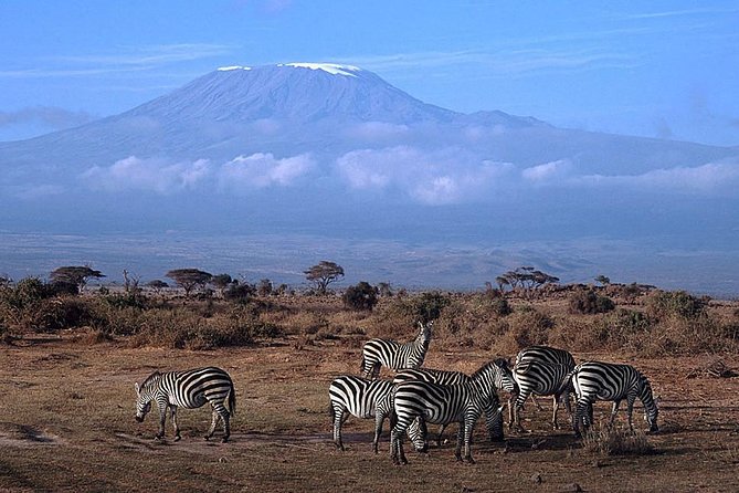 3 days Amboseli, Land of Kilimanjaro - Day Two: The Main Safari Day